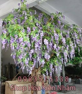 Cây bồ công anh 