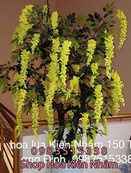 Cây bồ công anh