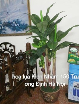 Cây chuối