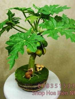 Cây đu đủ một thân