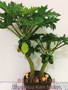 Cây đu đủ hai thân