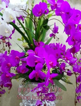 Bình Lan Hồ Điệp