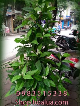 Cây Hoa Ngọc Lan