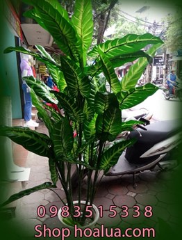 Cây Vạn Niên Thanh