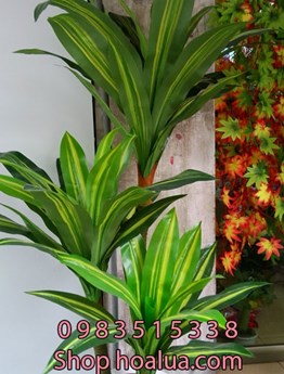 Cây Thiết Mộc Lan