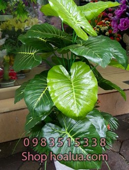 Cây trầu bà bé