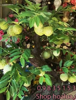 Cây quả na nghệ thuật