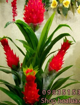 Cây ngọn đuốc cao su