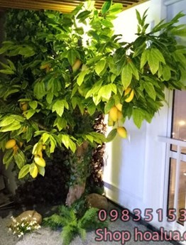Cây Xoài thế cổ