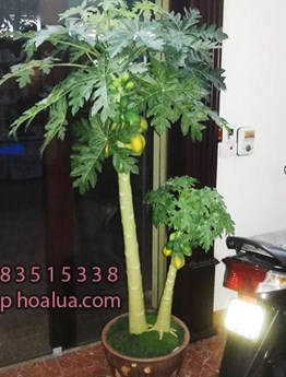 Cây đu đủ 2 thân