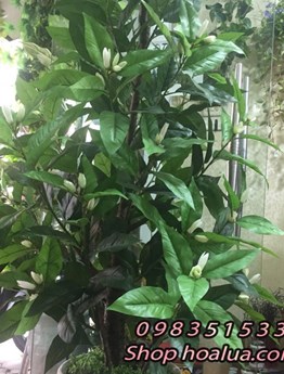 Cây cảnh giả - Cây Ngọc Lan