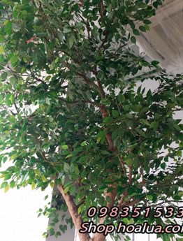 Cây cảnh giả - Cây si, cây sanh