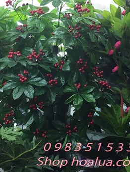 Cây cảnh giả - Cây quả cherry