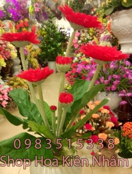 Hoa đồng tiền