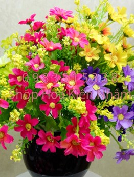 Hoa cúc cảnh sẻ
