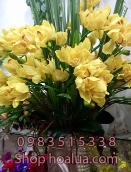 Bình Địa Lan Thái cao su