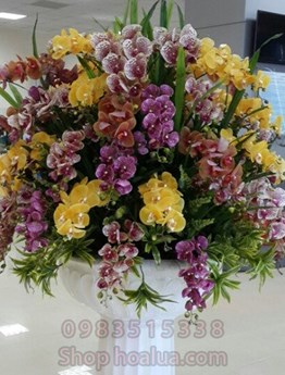 Chậu Lan Hồ Điệp sắc màu