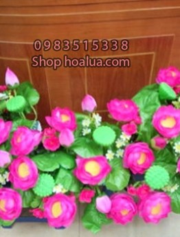 Hoa Sen Bục Tượng Bác