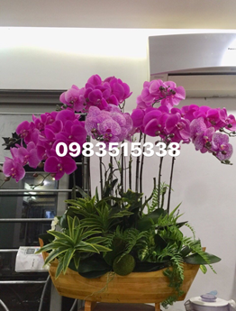 Hoa lụa cao cấp .Bình lan hồ điệp cao su .cao 70 cm xoè 50