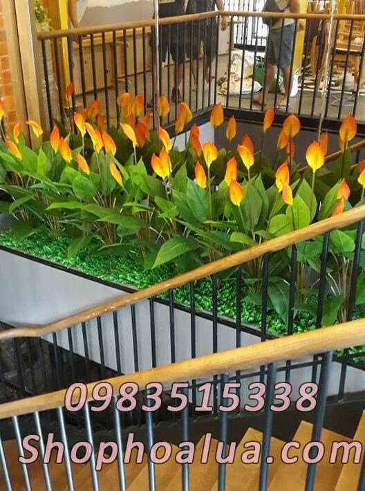 Chậu cây lan ý giả